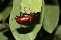 Phyllophaga crinita