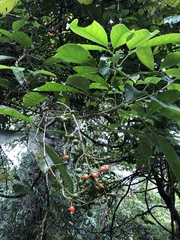 Turpinia ternata