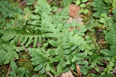 Polypodium vulgare