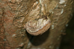 Polyporales