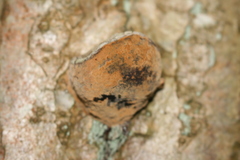 Polyporales