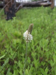 Dalea phleoides