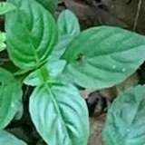 Ocimum basilicum