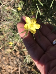 Menodora scabra