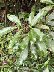 Turpinia ternata