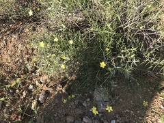 Menodora scabra