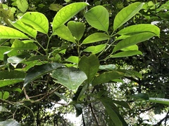 Turpinia ternata
