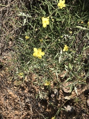 Menodora scabra