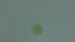 Hydrodictyaceae