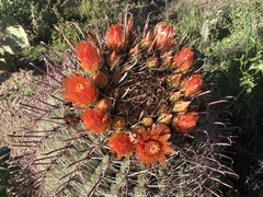 Ferocactus wislizeni