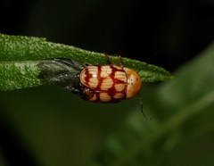 Cryptocephalus guttulatellus