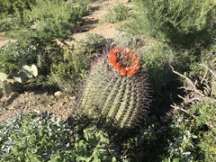 Ferocactus wislizeni