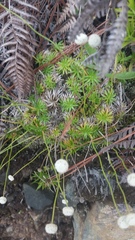 Paepalanthus repens
