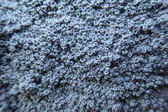 Coccotrema maritimum