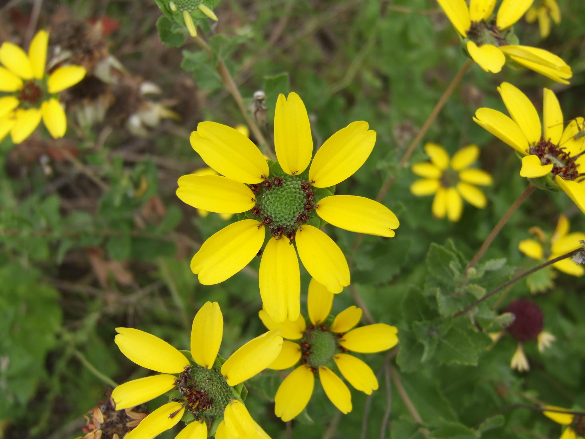 Berlandiera texana