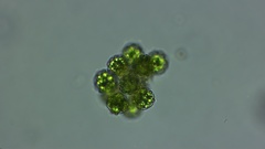 Coelastrum