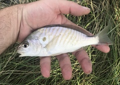 Leiostomus xanthurus
