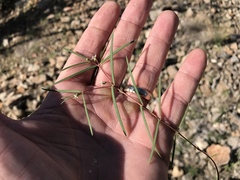 Euphorbia florida