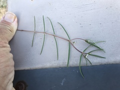 Euphorbia florida