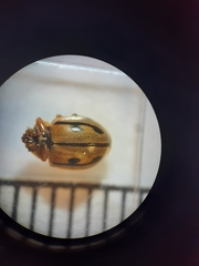 Mulsantina hudsonica