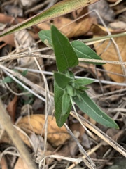 Ruellia stenophylla