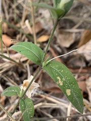 Ruellia stenophylla