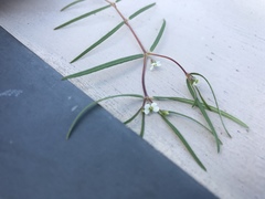 Euphorbia florida
