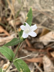 Ruellia stenophylla