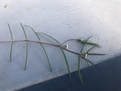 Euphorbia florida