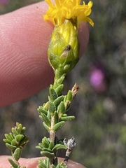 Pteronia viscosa