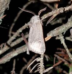 Eucoptocnemis fimbriaris