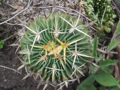 Echinofossulocactus crispatus