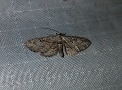 Eupithecia interruptofasciata