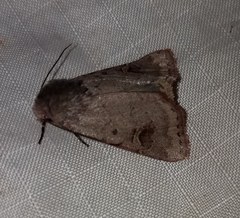 Eucoptocnemis fimbriaris