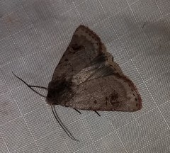 Eucoptocnemis fimbriaris