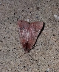 Eucoptocnemis fimbriaris