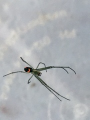 Leucauge argyrobapta image