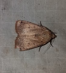 Abagrotis cupida