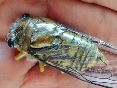 Quesada gigas