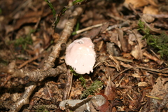 Mycena