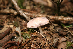 Mycena