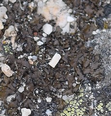 Xanthoparmelia pulla