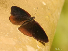 Sevenia occidentalium