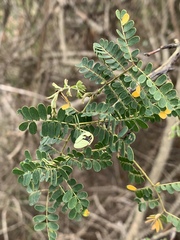 Pterolobium stellatum