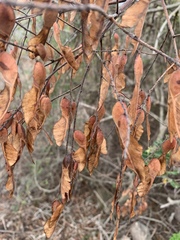 Pterolobium stellatum