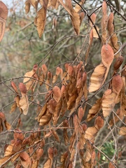 Pterolobium stellatum
