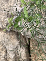 Asparagus divaricatus