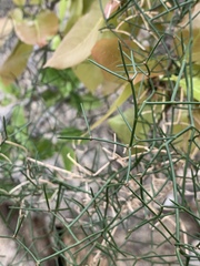 Asparagus divaricatus