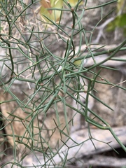 Asparagus divaricatus