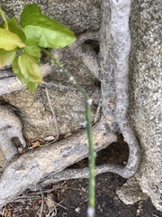 Asparagus divaricatus